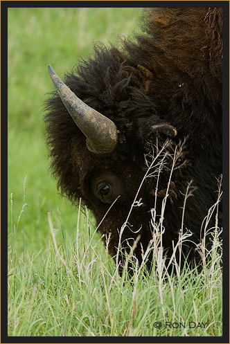 American Bison, (Bos bison), Grazing